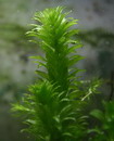 Egeria Densa
